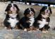 Chiots Bouviers Bernois pure race