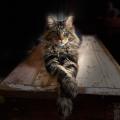 Lounycat : élevage de chats Maine Coon 