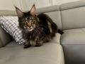 Lounycat : élevage de chats Maine Coon 