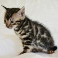 Chatterie Catsiam et jardin du bonheur
