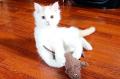 Chaton Turc de Van Turkish Van