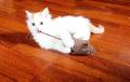 Chaton Turc de Van Turkish Van