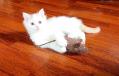 Chaton Turc de Van Turkish Van