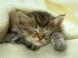 Nourriture saine et naturelle pour chats