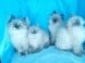 Voici mes chatons sibériens loof supers câlins