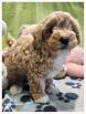 Maltipoo cuccioli disponibili