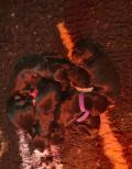 Chiots Cockers Anglais LOF à réserver