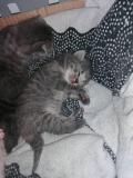Chatons british shorthair X syberien