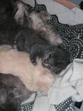 Chatons british shorthair X syberien