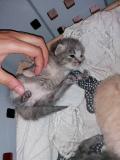 Chatons british shorthair X syberien