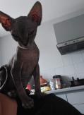 Sphynx femelle 8 mois