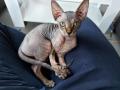 Sphynx femelle 8 mois