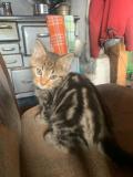 Chatons Maine Coon Pedigree