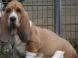 Basset Hound LOF