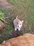 adorable chiot welsh corgi pembroke