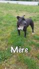 Staffordshire bull terrier 