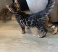 Kitten Benga