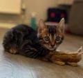 Kitten Benga