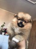 Chiots pomeranian