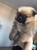 Chiots pomeranian