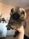 Chiots pomeranian