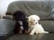 bichons havanais