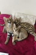 Chatterie caracal Savannah et serval