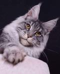 Saillie male maine coon sublime 