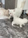 British shorthair blanc