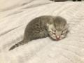 Chatons British shorthair