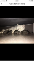 Chatons British shorthair