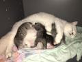 Chatons British shorthair