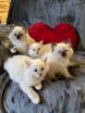 Chatons ragdoll