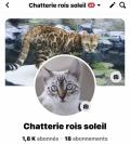Chatons Bengals 
