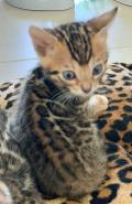 Chatons Bengals 