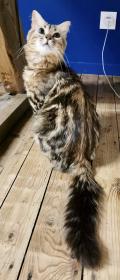 Chatons Bengals 