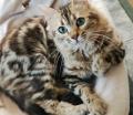Chatons Bengals 
