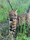 Chatons Bengals 
