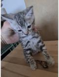 Chatons Bengals 