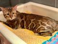 Chatons Bengals 