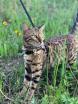 Chatons Bengals 