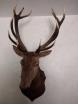 Tête de Cerf Naturalisé  