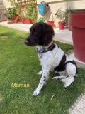 Chiots Munsterlander A reserver sur Genève