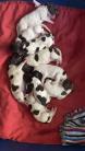 Chiots Munsterlander A reserver sur Genève