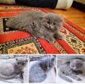 Adorables chatons highland et Scottish 