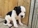 Chiots staffordshire bull terrier 