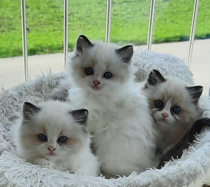 adorable chaton Ragdoll à vendre Topannonces.ch