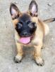 Malinois chiots et juniors lignées d'exception 