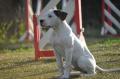Bouledogue américain de type standard 