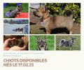 Chiots Berger Suédois (Spitz des Wisigoths - Västgötaspets)